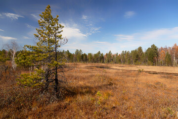 Fototapeta premium Autumn Landscape with swamp and pines