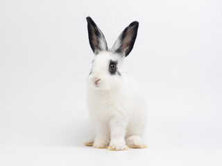 Cute black and white baby rabbit sitting on a plain white background. Adorable piebald bunny kiten with big black ears looking at the camera. High-key studio portrait.