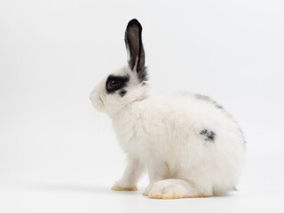 Cute black and white baby rabbit sitting on a plain white background. Adorable piebald bunny kiten with big black ears looking at the camera. High-key studio portrait.