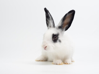 Cute black and white baby rabbit sitting on a plain white background. Adorable piebald bunny kiten with big black ears looking at the camera. High-key studio portrait.
