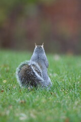 A squirrel sitting in the grass looking away 