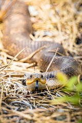 Beautiful Eastern Hognose Snake Crawling Through Sandy Soil
