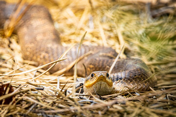 Beautiful Eastern Hognose Snake Crawling Through Sandy Soil