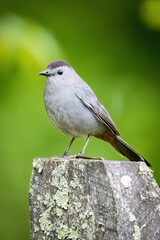Close Up Portrait of Beautiful Catbird on a Bench