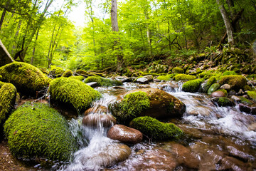 A Majestic View of a Lush Green Forest River with Moss-Covered Rocks