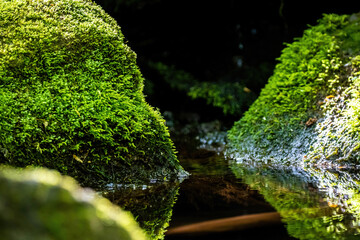 A Majestic View of a Lush Green Forest River with Moss-Covered Rocks