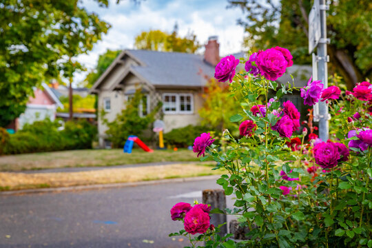 A Serene Rose Garden in Ladd's Addition with City Buildings in the Backdrop