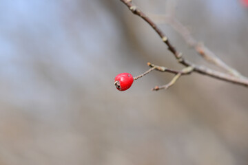 Pourthiaea villosa fruit forming red oval berries with distinct warty pedicels ripening in early autumn. Photographed in Korea.