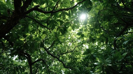 Obraz premium Sunlight Filtering Through Dense Green Leafy Canopy Creates an Enchanting Atmosphere in Lush Forest Nature Scene