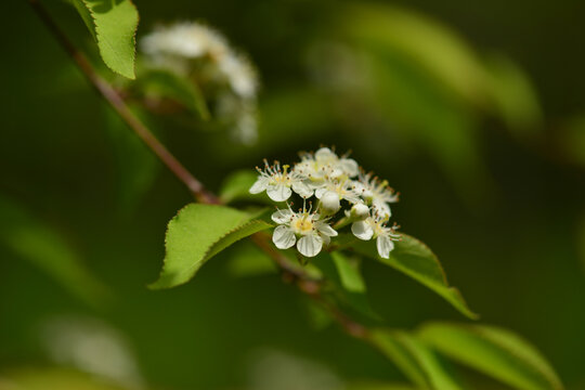 Pourthiaea villosa flower white corymb clusters in spring