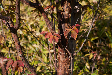 Acer griseum tree