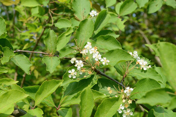 Pourthiaea villosa whole tree shown as a 5 m deciduous shrub with white spring blooms and red autumn fruits in temperate woodland. Photographed in Korea.