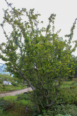 Pourthiaea villosa whole tree shown as a 5 m deciduous shrub with white spring blooms and red autumn fruits in temperate woodland. Photographed in Korea.
