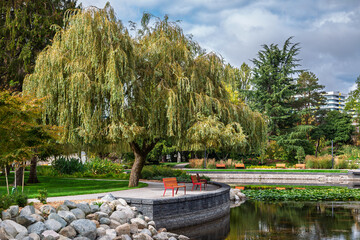 Willow tree by the pond in the community park.