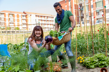Happy couple harvesting fresh organic vegetables from their community urban garden