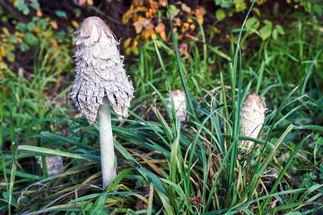 A group of Coprinellus cap mushrooms in the grass during autumn