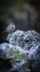 small bird on the rocks