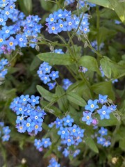 Forget me not flowers top view