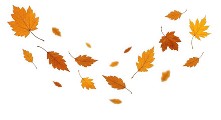 Obraz premium A collection of vibrant orange autumn leaves falling and swirling in a dynamic composition isolated on transparent background