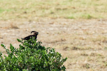 birds of Africa