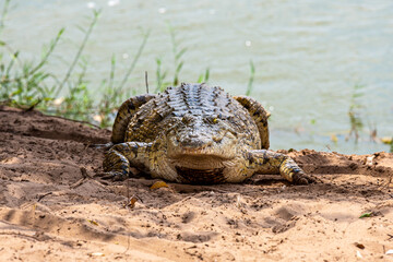 crocodile lurks by the river waiting for prey