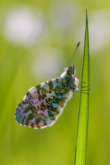 Aurorafalter (M&auml;nnchen)