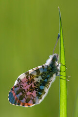 Aurorafalter (M&auml;nnchen)