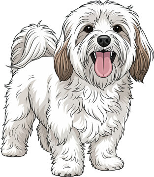 Havanese dog standing happy panting cute pose