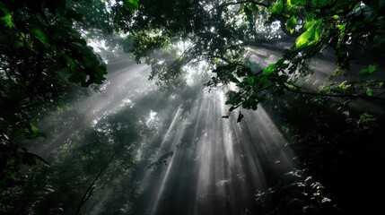 Sunlight Rays Piercing Through Dense Green Forest Canopy
