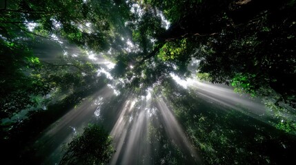Sunlight Filtering Through Dense Foliage in a Lush Green Forest