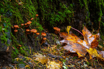 A Stunning Macro Shot of Forest Mushrooms with Golden Leaves