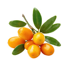 Citrus fruit kumquat cluster with green leaves on a white background showcasing vibrant colors and fresh appearance