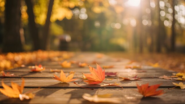 Autumn Maple Leaves Scattered On Wooden Pathway In Warm Golden Sunlight