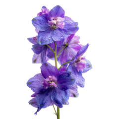 Colorful purple delphinium flowers with dew droplets captured in a bright setting highlighting their natural beauty