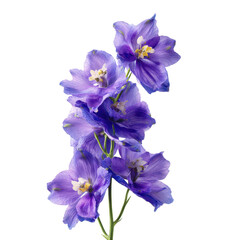 Vibrant purple delphinium flowers in a simple arrangement on a bright background showcase natural beauty and elegance