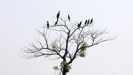 A group of Cormorant birds are sitting on a tree, basking in the sun. A group  Phalacrocoracidae resting in a tree.