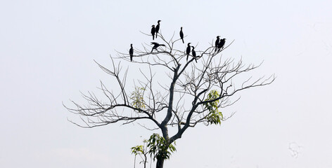 A group of Cormorant birds are sitting on a tree, basking in the sun. A group  Phalacrocoracidae resting in a tree.