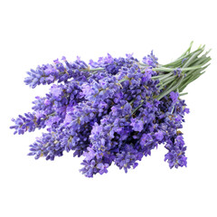 Lavender bunch harvested from a sunny field showcasing vibrant purple flowers ready for drying and use in various crafts and remedies