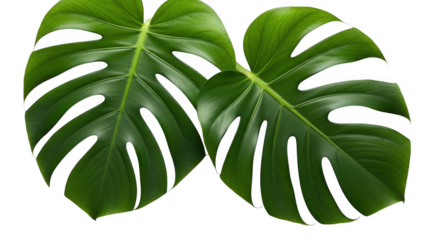 Monstera leaves isolated on transparent background