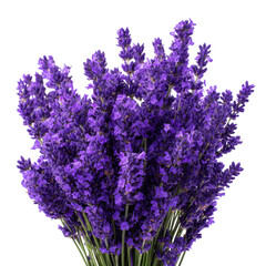 Vibrant lavender bouquet displayed against a clean background showcasing the natural beauty of purple flowers and their calming presence in decor