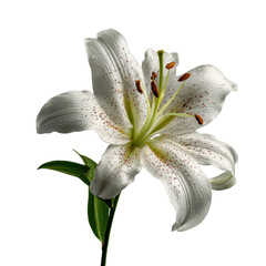 White lily flower in full bloom showcasing delicate petals and vibrant green leaves against a plain background
