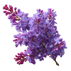 Vibrant purple lilac cluster in full bloom highlighting spring's natural beauty and fragrant blossoms