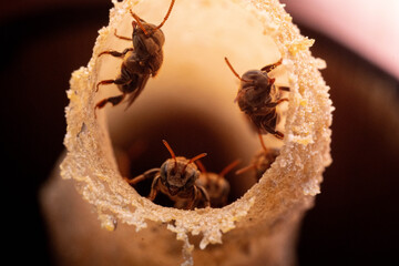 bee