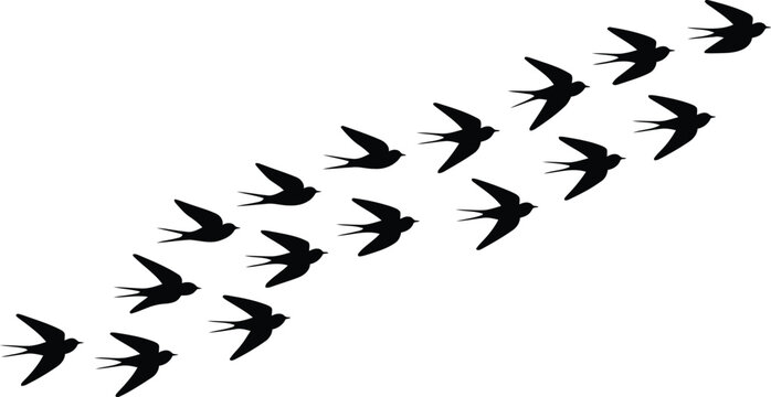A graceful flock of black swallows soars across a clean white canvas in a beautiful diagonal ascent