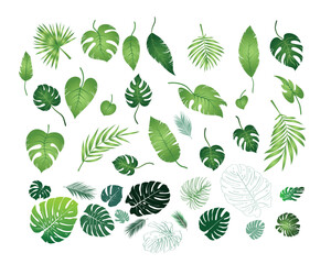 Diverse Tropical Plant Leaves Collection