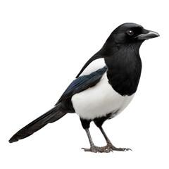 Fototapeta premium Magpie stands proudly on a surface with its striking black and white feathers in natural light during the daytime