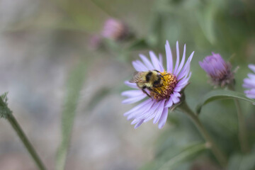 Bee on aster flower in Alaska