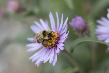 Bee on aster flower in Alaska