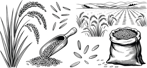 Rice Plant Harvest and Grain Field Illustration Set.