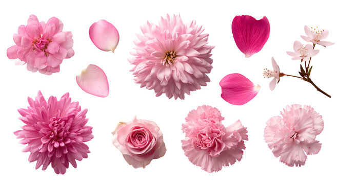 Assorted Pink Flowers and Petals isolated on transparent background